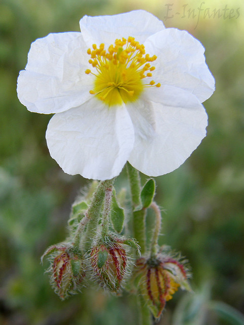 Hélianthème des apennins