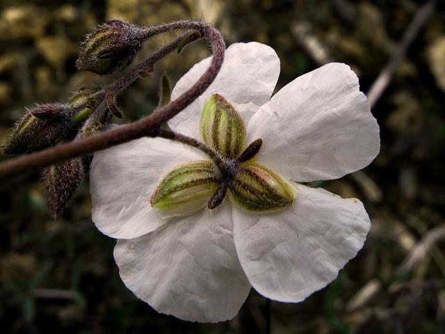 Hélianthème des apennins
