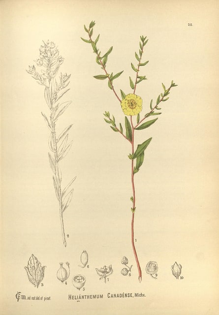 Helianthemum canadense (Helianthemum canadense)