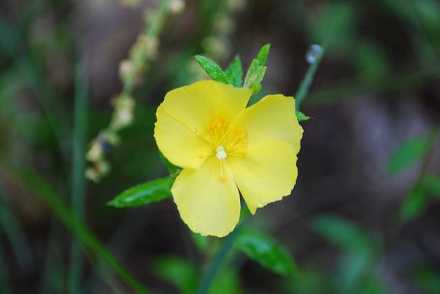 Helianthemum canadense