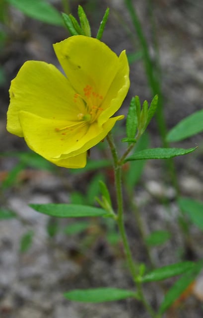 Helianthemum canadense
