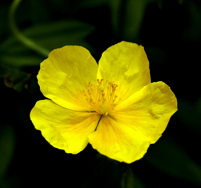 Hélianthème à feuilles arrondies