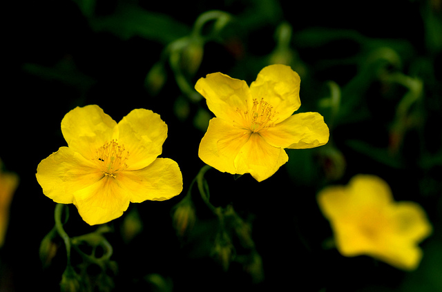 Hélianthème à feuilles arrondies (Helianthemum nummularium)