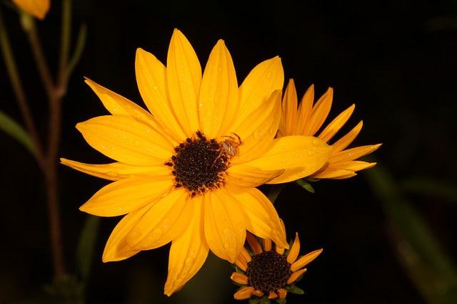 Helianthus angustifolius