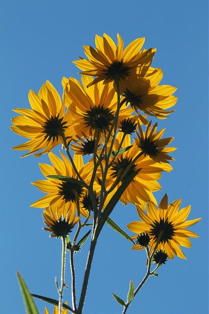 Helianthus angustifolius