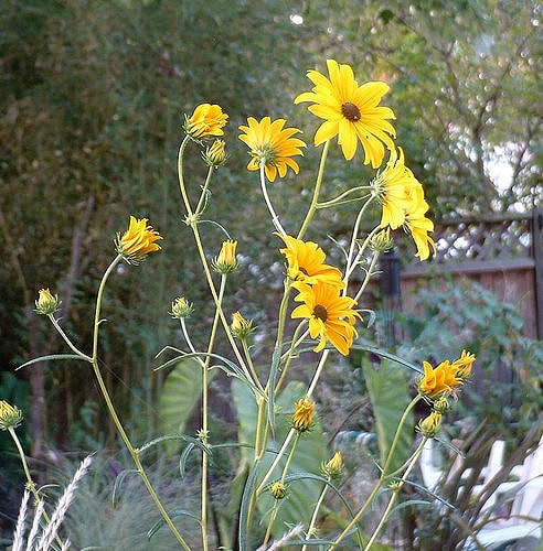 Helianthus angustifolius