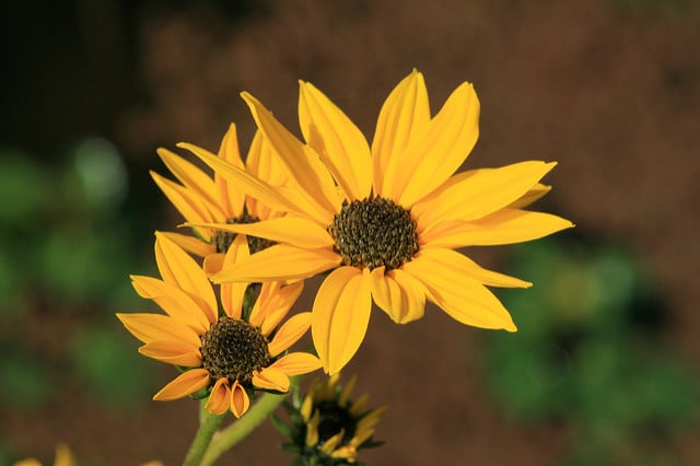 Helianthus angustifolius