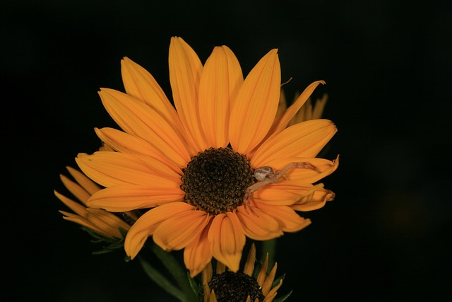 Helianthus angustifolius