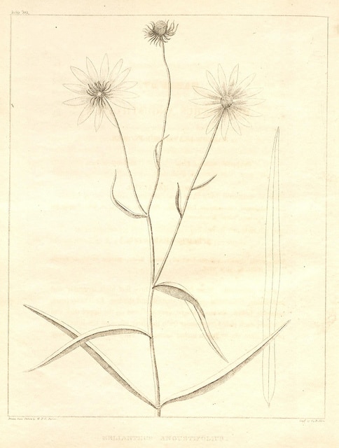 Helianthus angustifolius