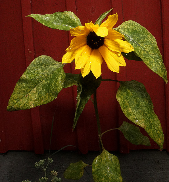 Tournesol