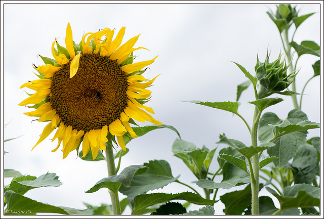 Tournesol