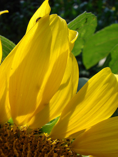 Tournesol