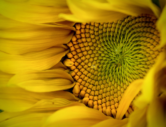 Tournesol