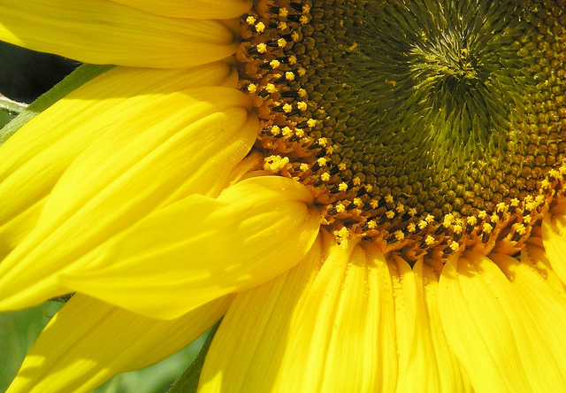 Tournesol