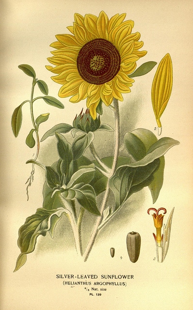 Helianthus argophyllus