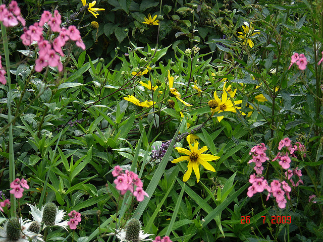 Soleil vivace (Helianthus atrorubens)