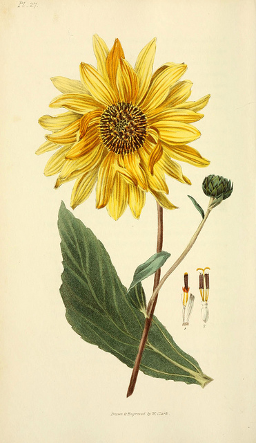 Soleil vivace
