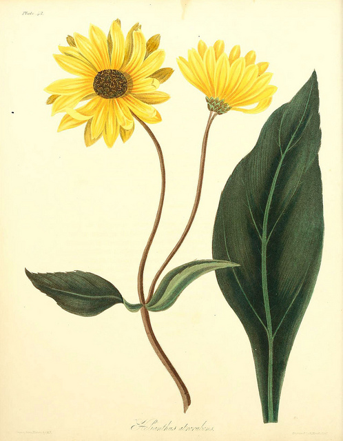 Soleil vivace