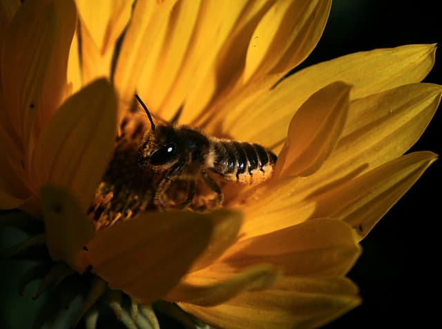 Helianthus californicus (Helianthus californicus)