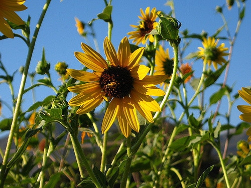 Helianthus californicus
