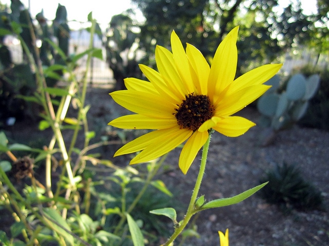 Helianthus californicus