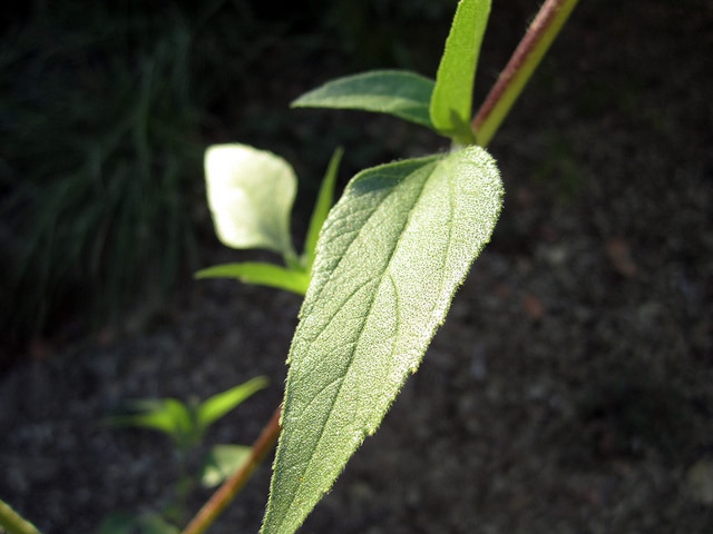 Helianthus californicus