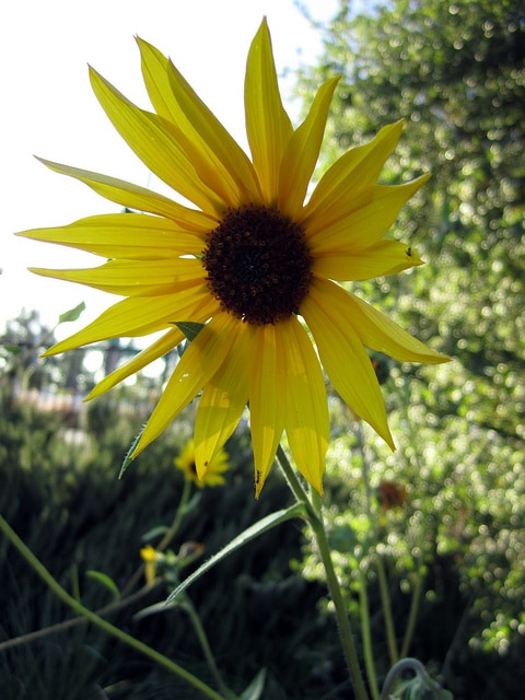 Helianthus californicus
