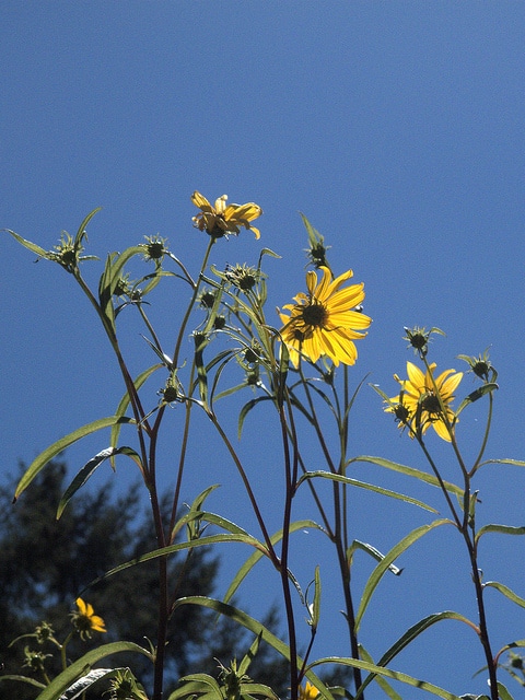 Helianthus californicus