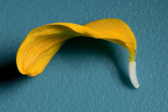 Helianthus ciliaris