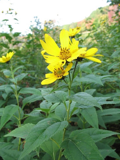 Helianthus decapetalus