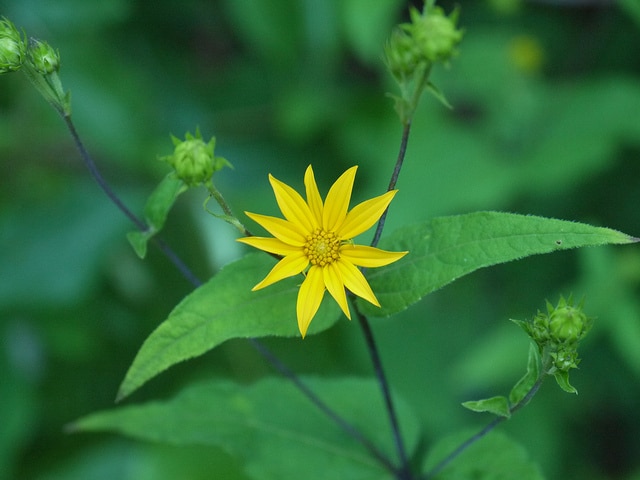Helianthus decapetalus
