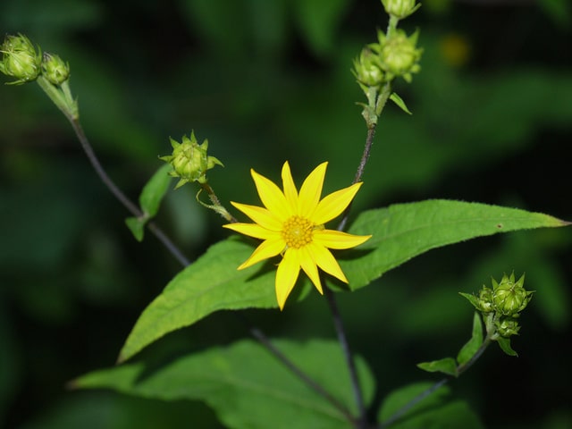 Helianthus decapetalus