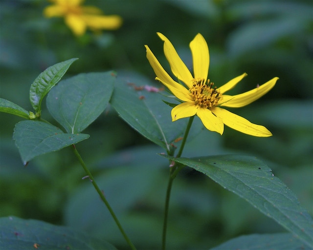 Helianthus decapetalus