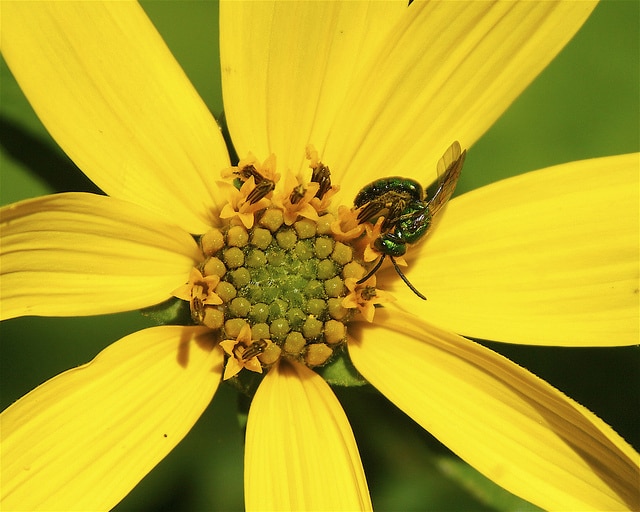 Helianthus decapetalus