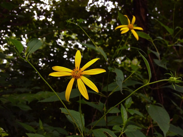 Helianthus decapetalus (Helianthus decapetalus)