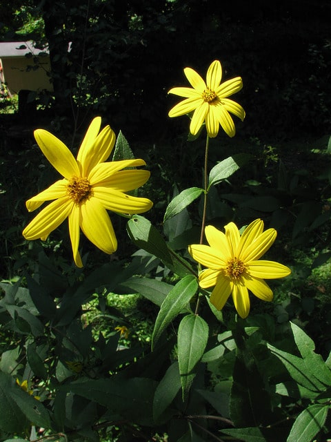 Hélianthe à feuilles étalées (Helianthus divaricatus)