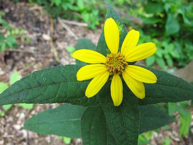 Hélianthe à feuilles étalées