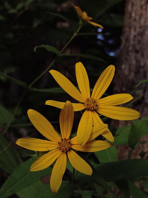Hélianthe à feuilles étalées