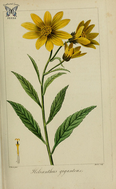 Tournesol géant