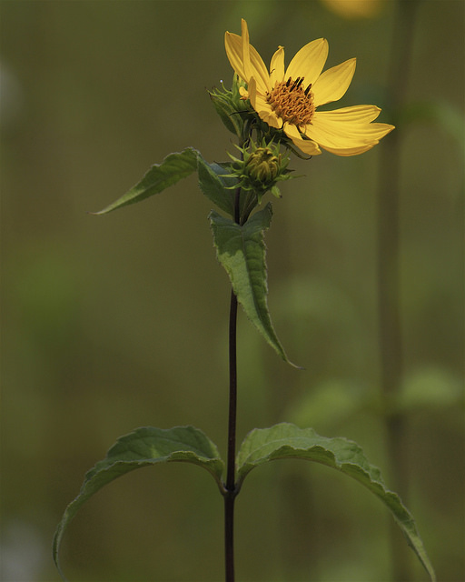Tournesol géant