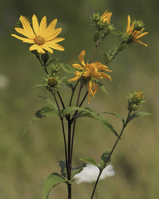 Tournesol géant