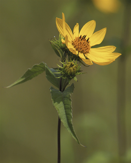 Tournesol géant
