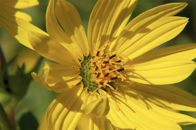 Tournesol géant
