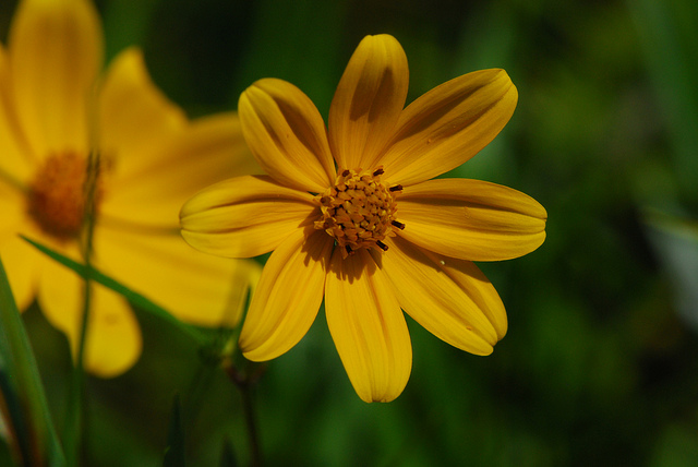 Tournesol géant (Helianthus giganteus)