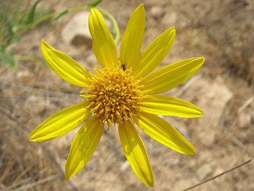 Helianthus gracilentus