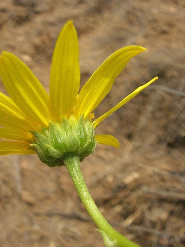 Helianthus gracilentus