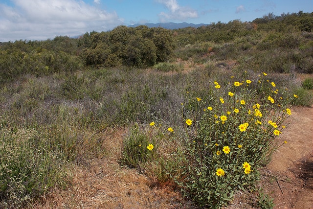 Helianthus gracilentus (Helianthus gracilentus)