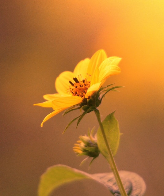 Helianthus grosseserratus