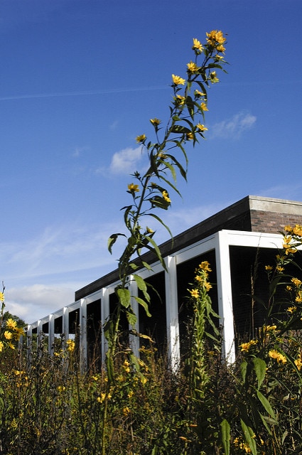 Helianthus grosseserratus