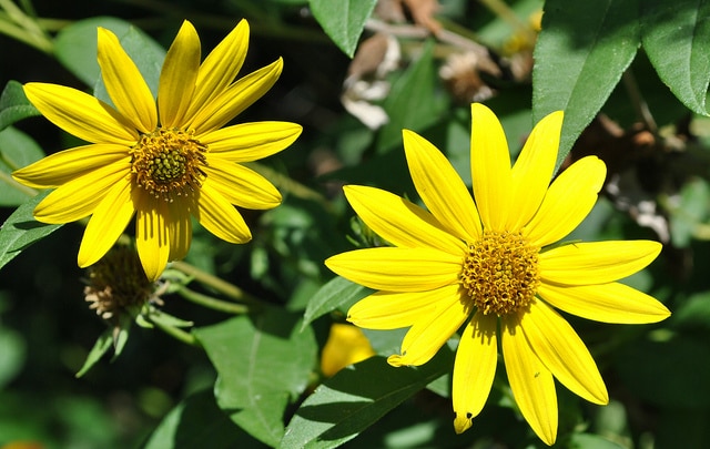 Helianthus grosseserratus